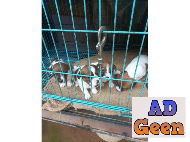 used Pure breed Jack Russell terrier puppies for sale 